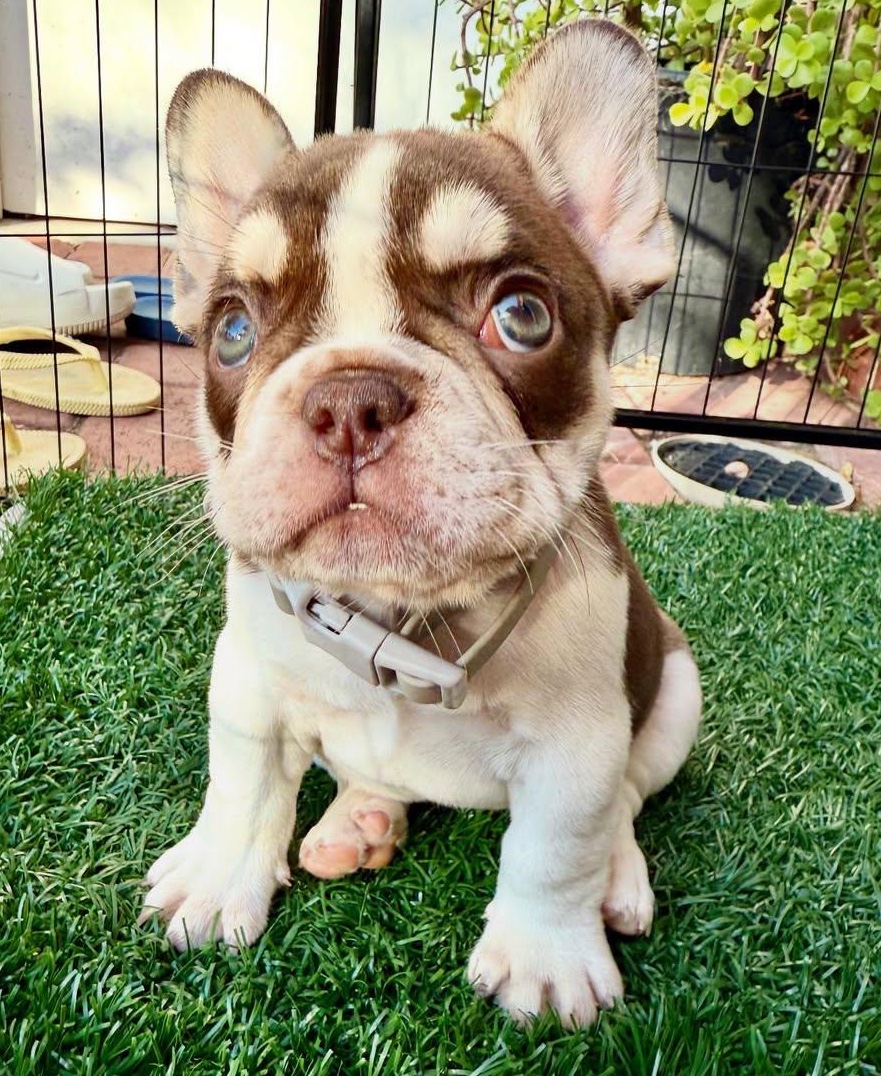 Nacho